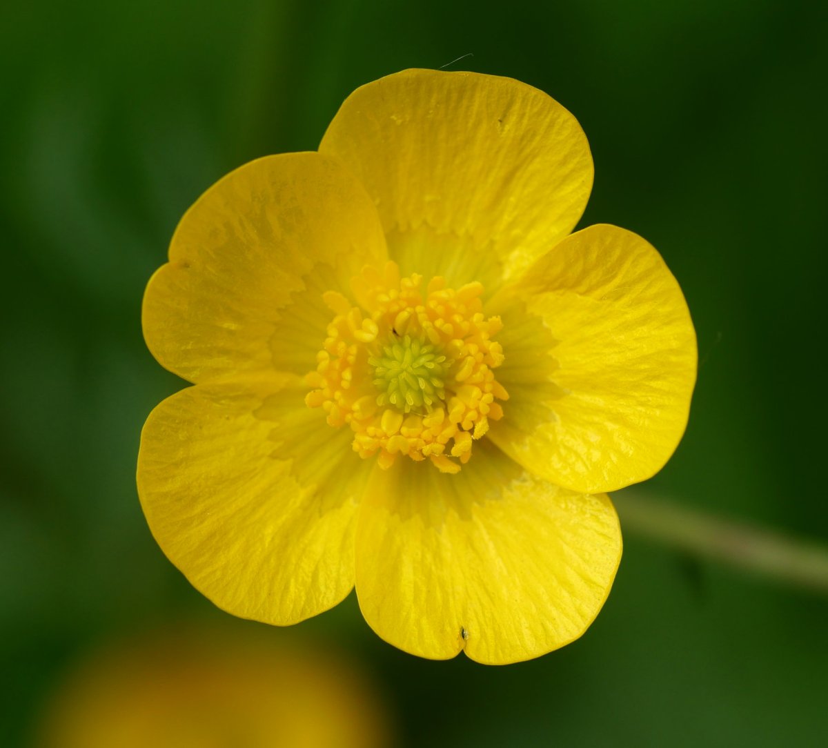 Ranunculus acris