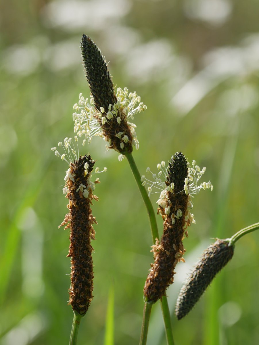 Plantago lanceolata