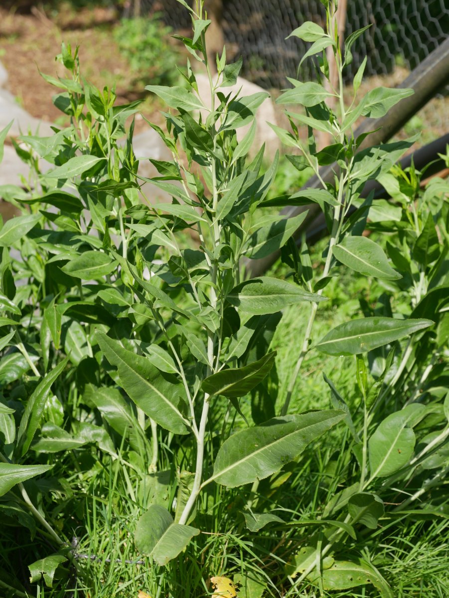 Lepidium latifolium