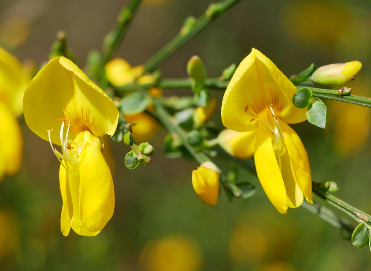 Cytisus scoparius, Errenteria aldean