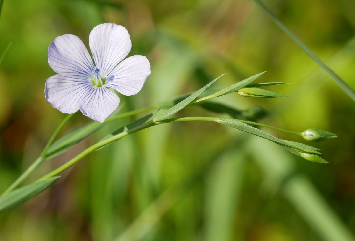Linum bienne
