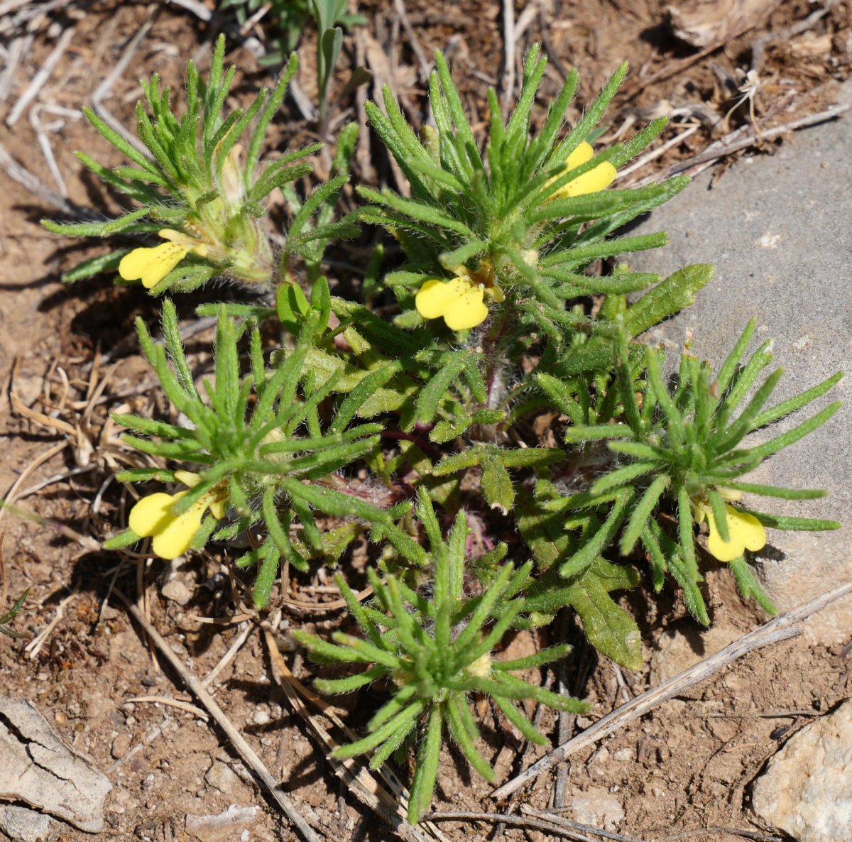 Ajuga chamaepitys Trueno mendiaren hegoaldeko hegian
