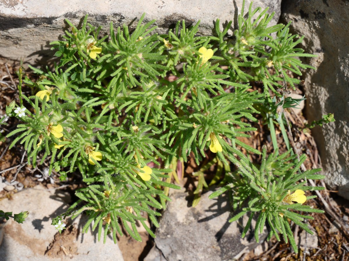 Ajuga chamaepitys Trueno mendiaren hegoaldeko hegian