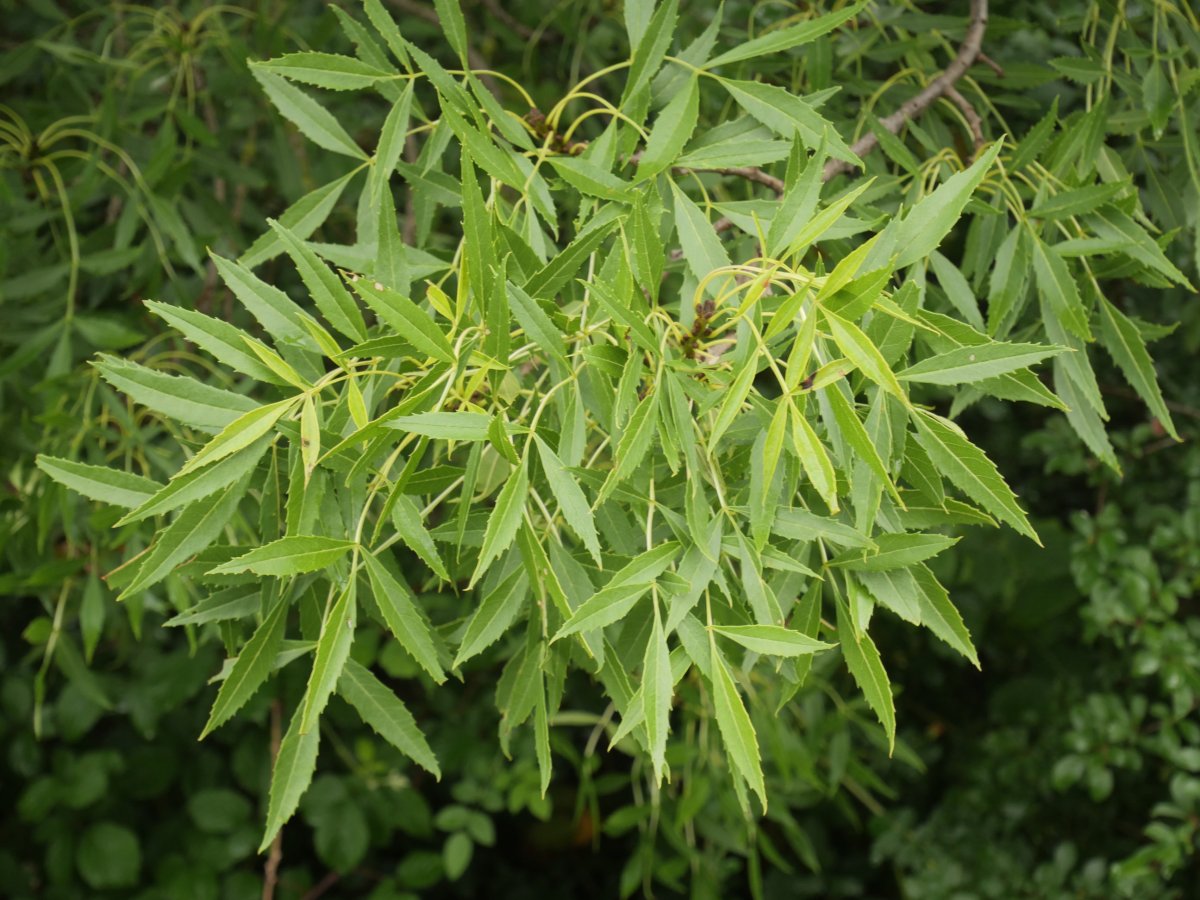 Fraxinus angustifolia Irurtzunen