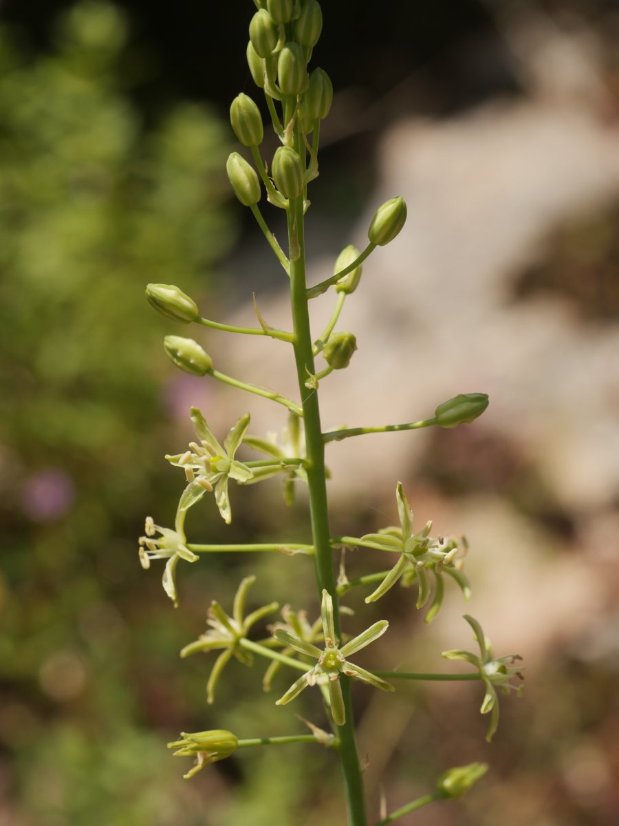 Ornithogalum pyrenaicum Irurtzun aldean