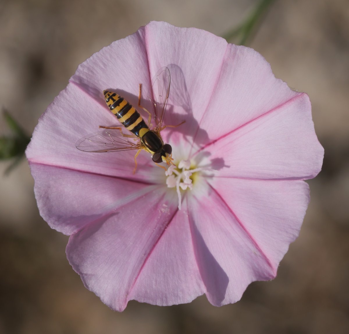 Convolvulus cantabrica Irunberriko arroilaren inguruan