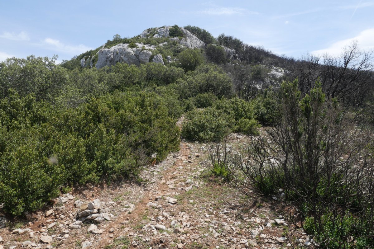 Ibarra mendebaldeko lepotik