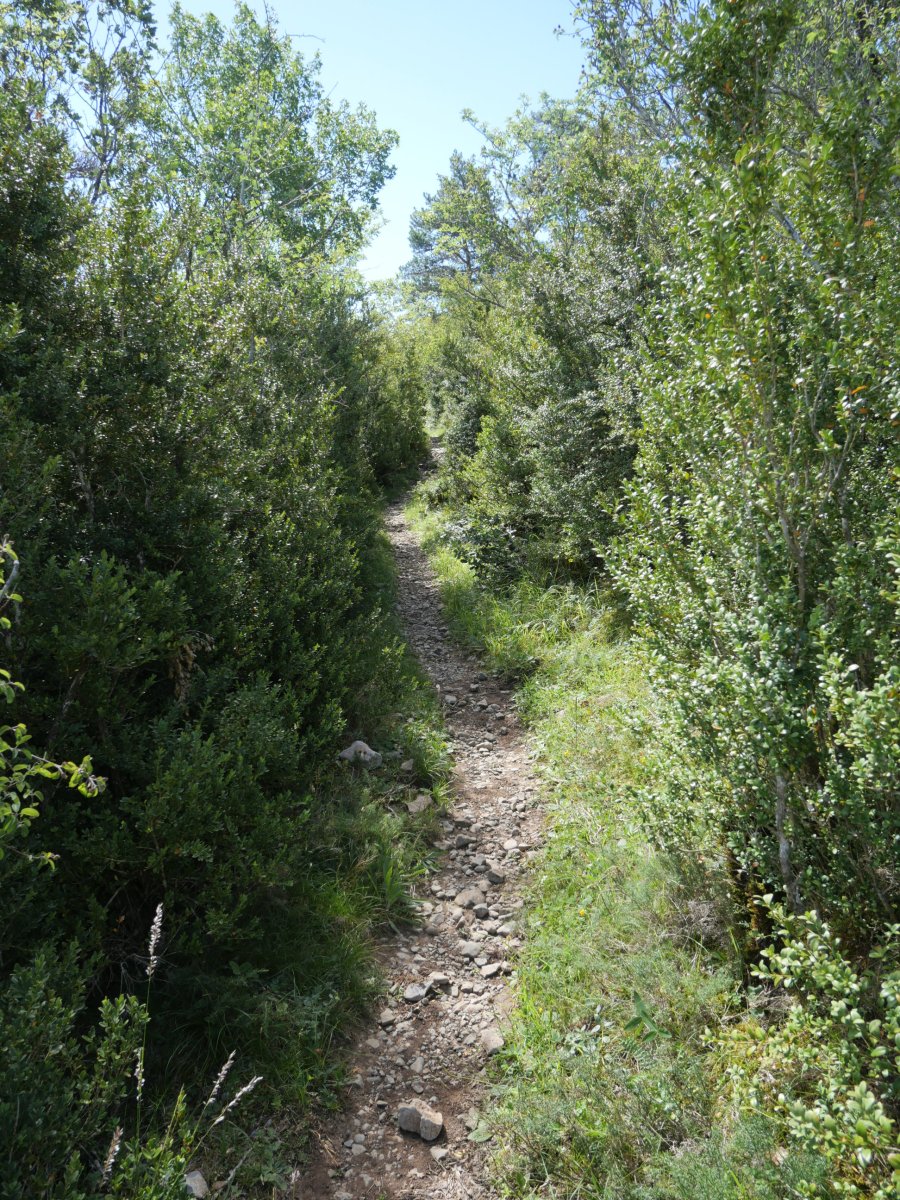 Igoerako bidezidorra