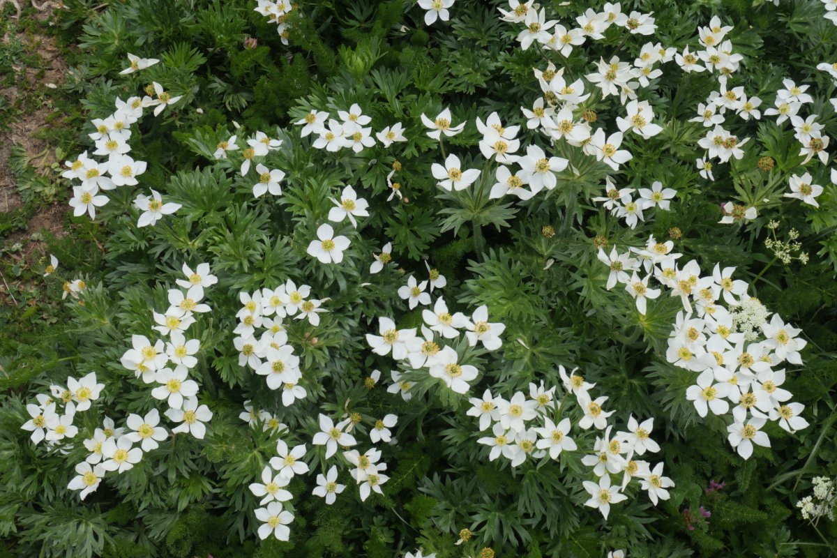 Anemone narcissiflora Auñamendi aldean