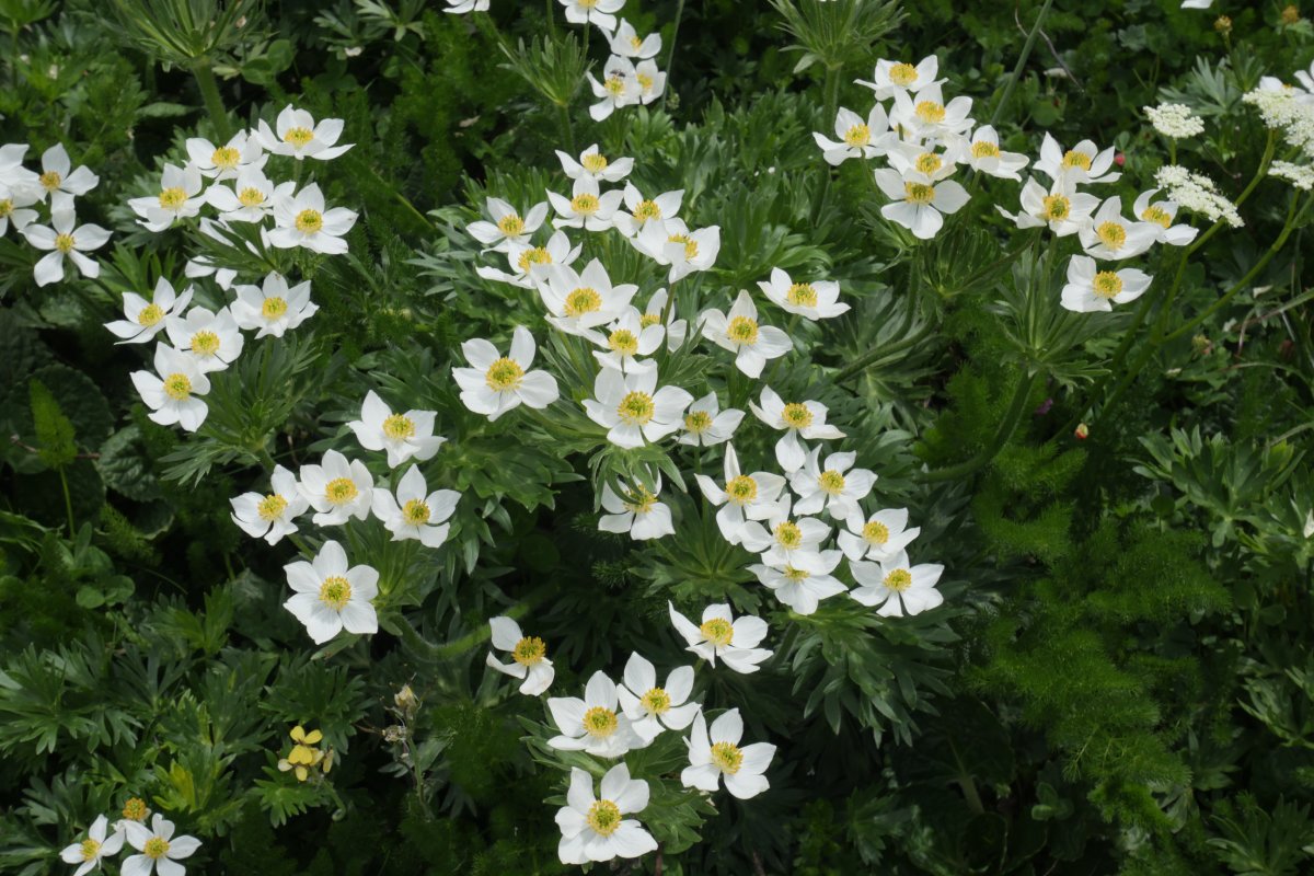 Anemone narcissiflora Auñamendi aldean