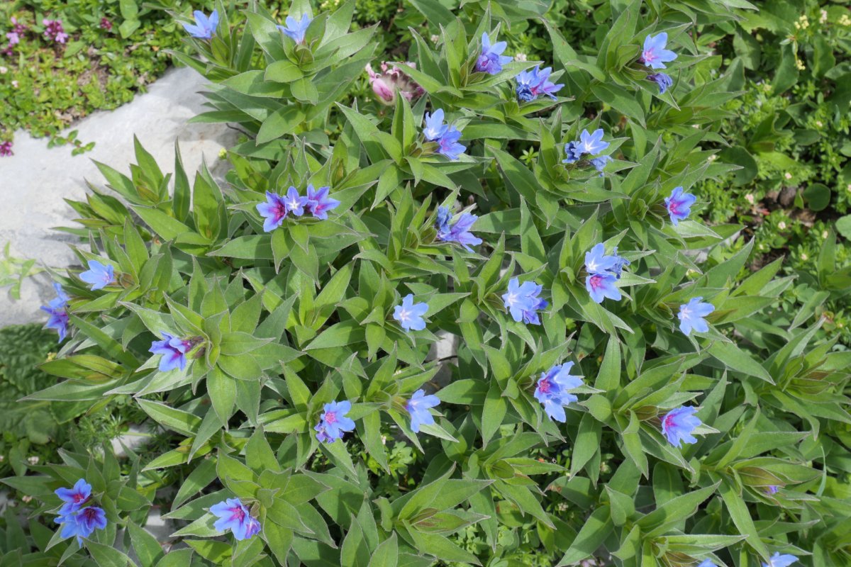 Lithospermum gastonii Auñamendi aldean