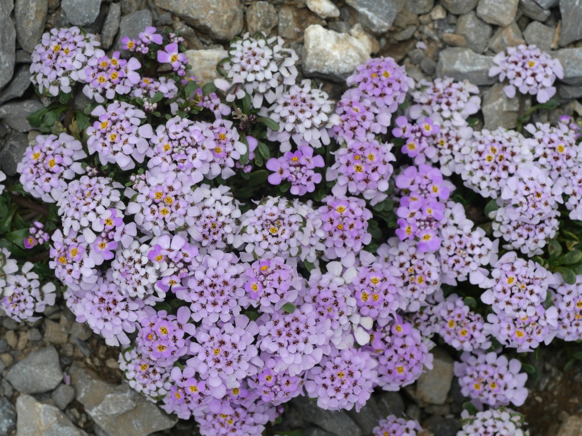 Iberis carnosa Auñamendi mendian