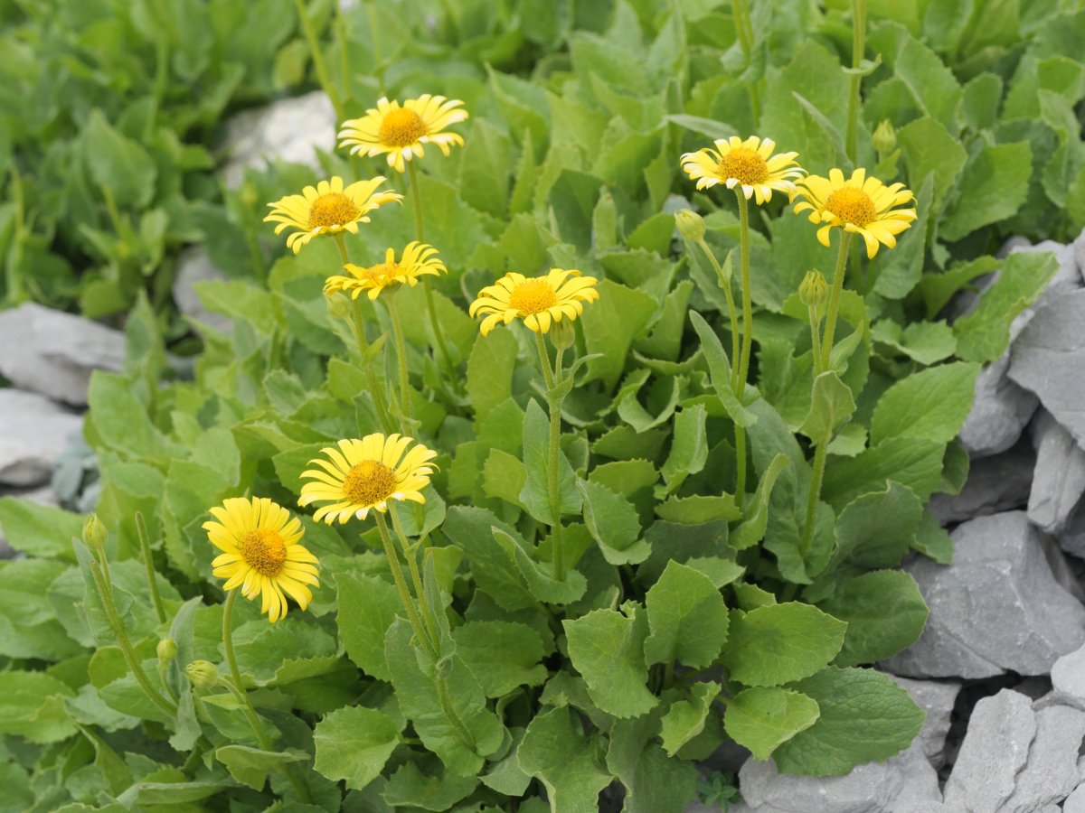 Doronicum grandiflorum Auñamendi mendian