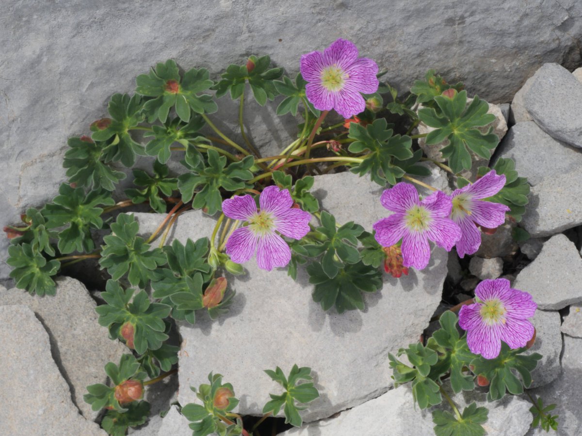 Geranium cinereum Auñamendin