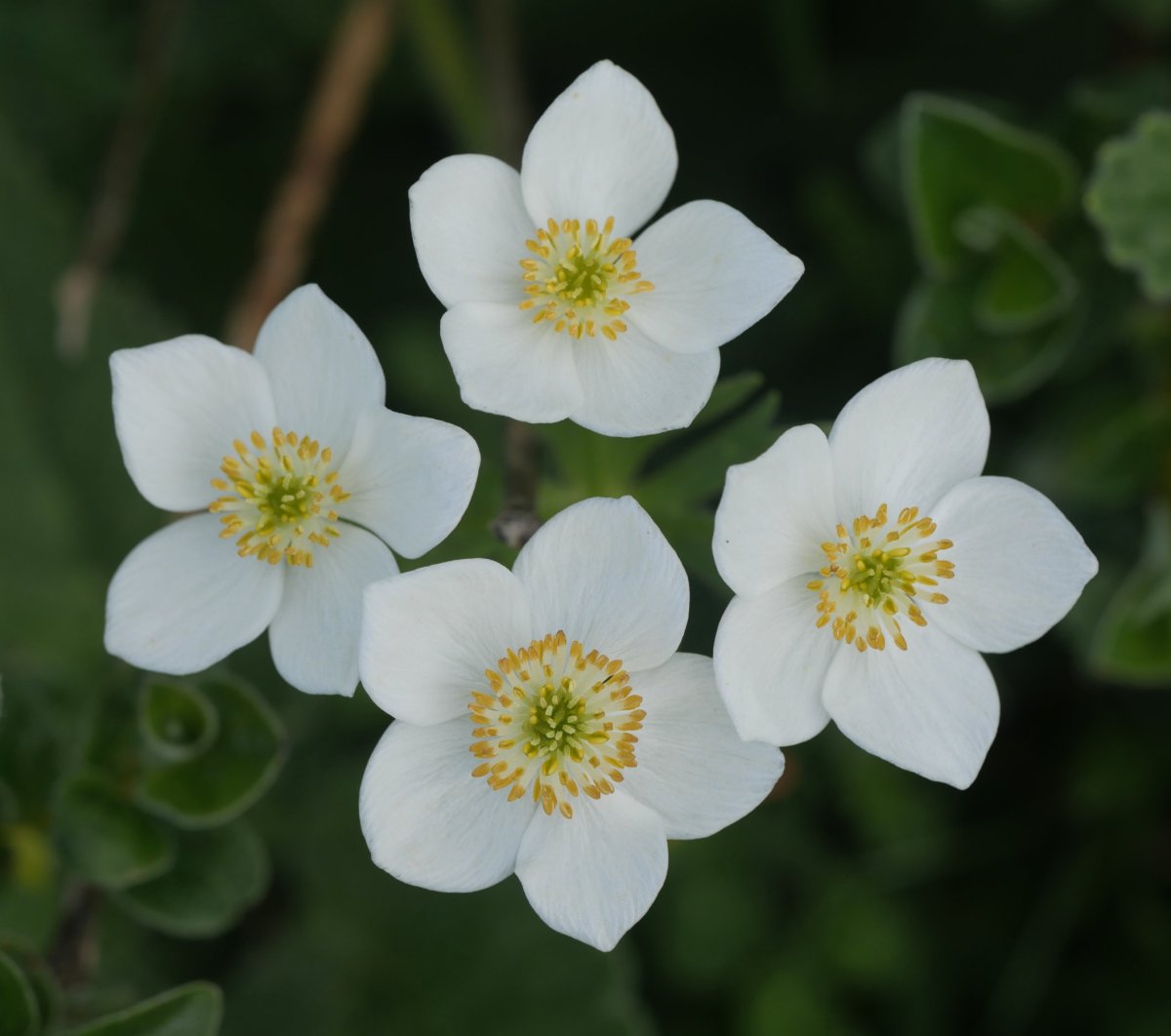 Anemone narcissiflora Auñamendi aldean