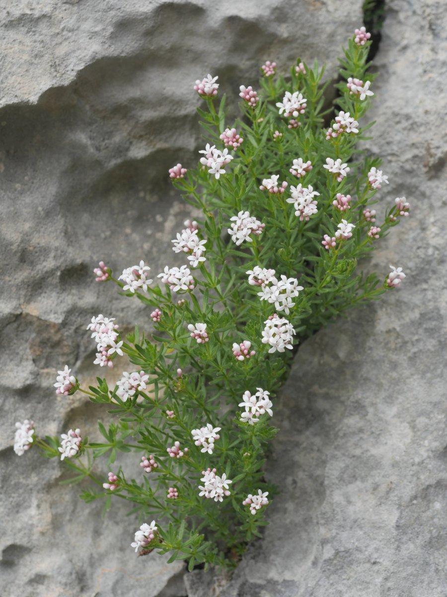  Asperula hirta Auñamendi aldean