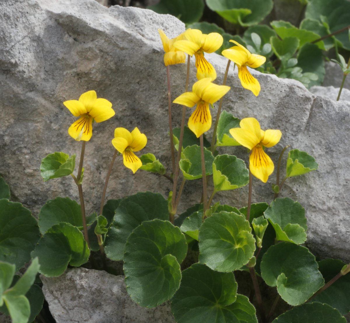 Viola biflora Auñamendiko bidean