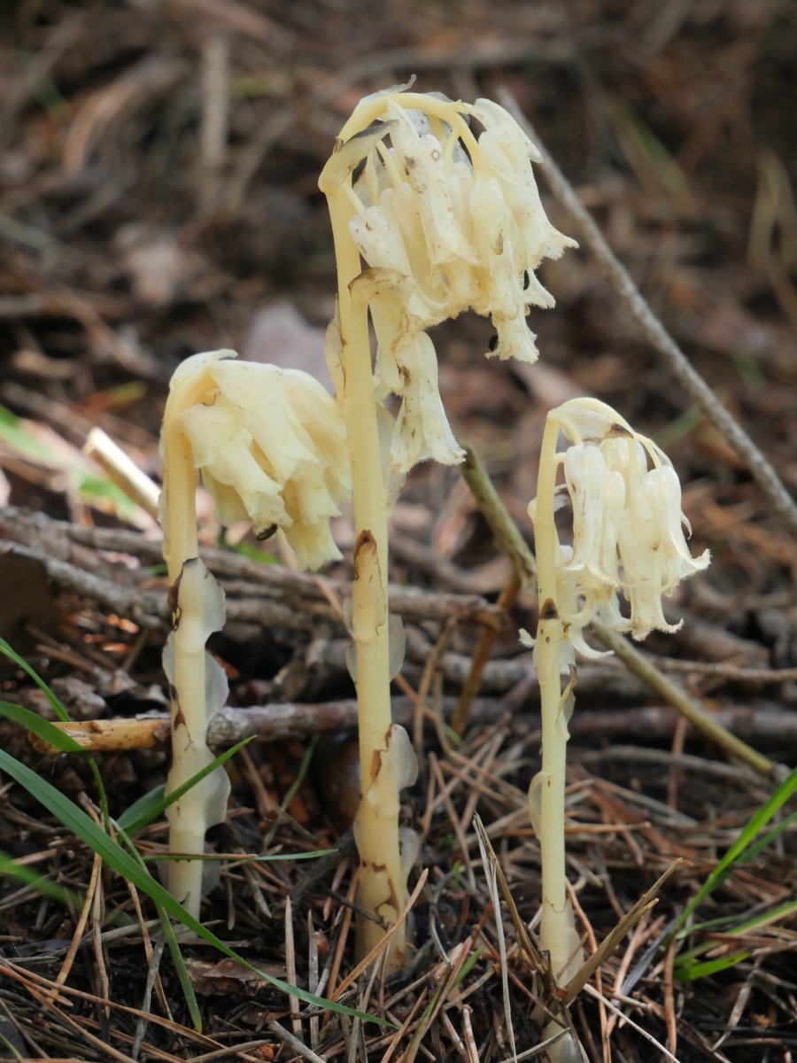  Monotropa hypopitys Belagua aldean, Arrakogoitiko bailaran