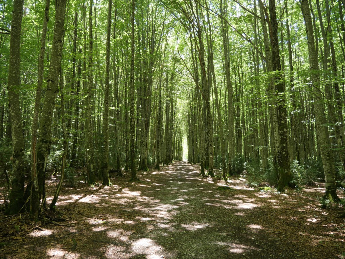 Bagomaltako pagadian barrena