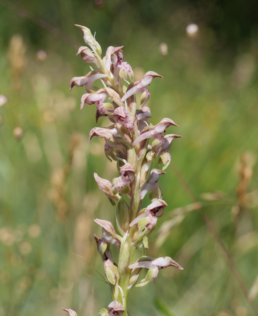 Orchis coriophora Belaguan