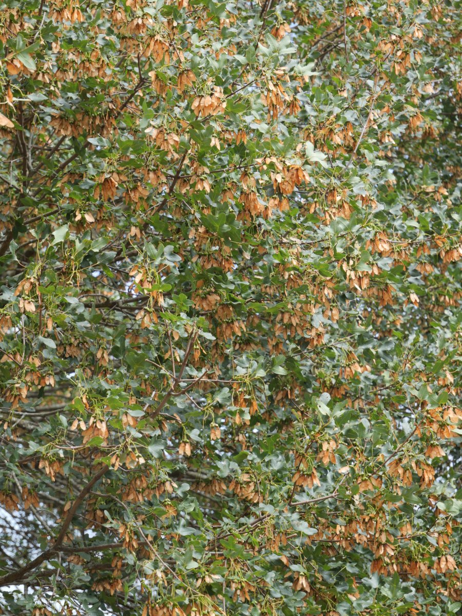 Acer monspessulanum Ollo herriaren inguruan