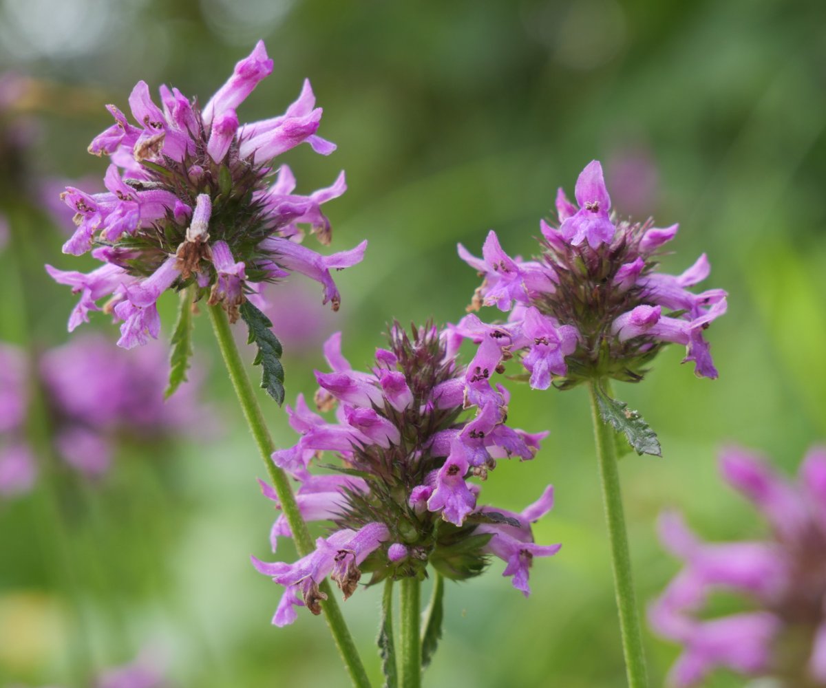 Stachys officinalis Madotz inguruan