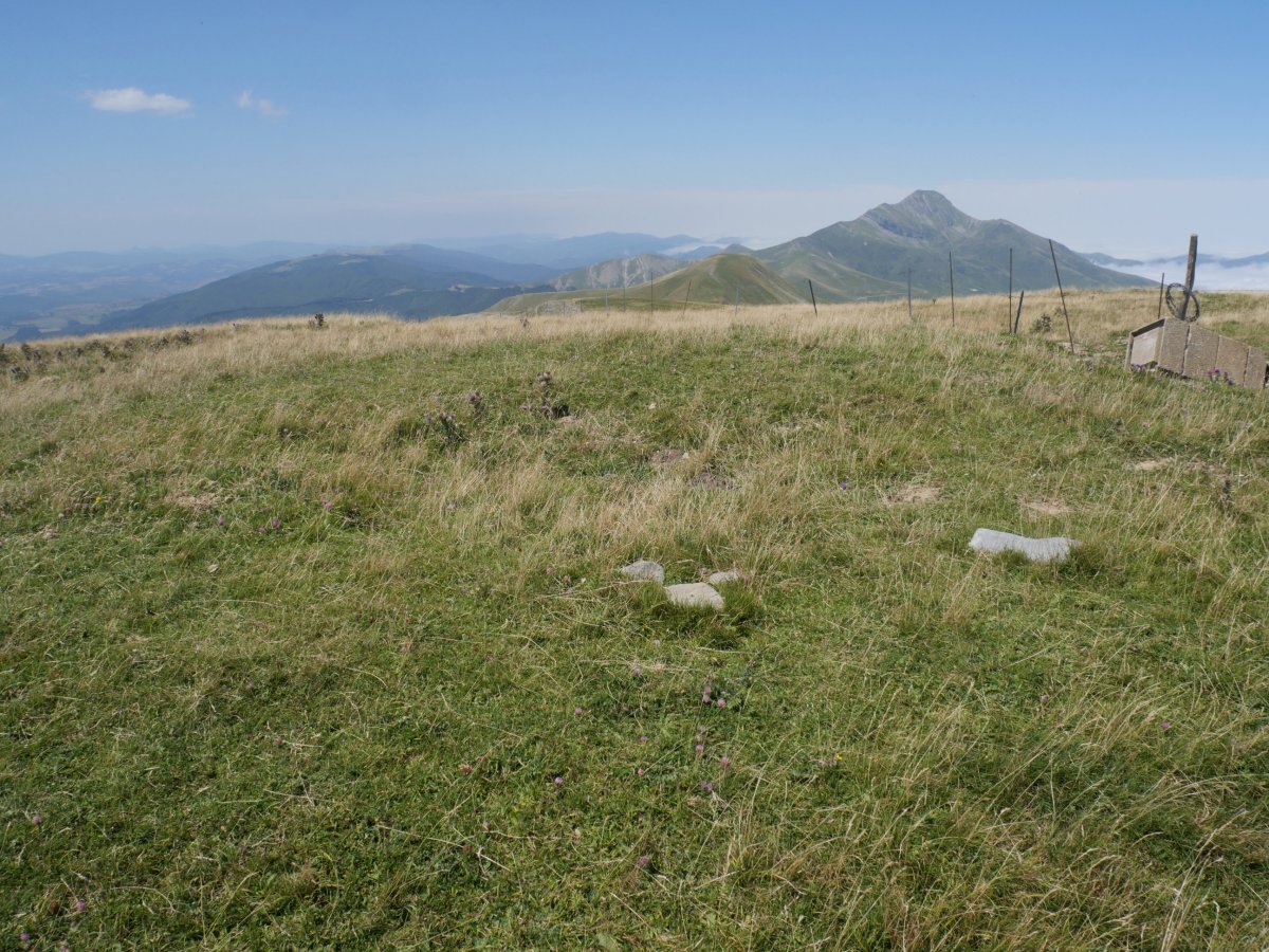 Otsogorritxipia tumulua