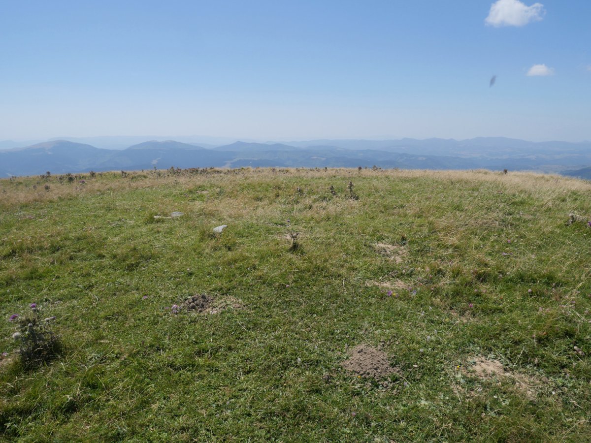 Otsogorritxipia tumulua