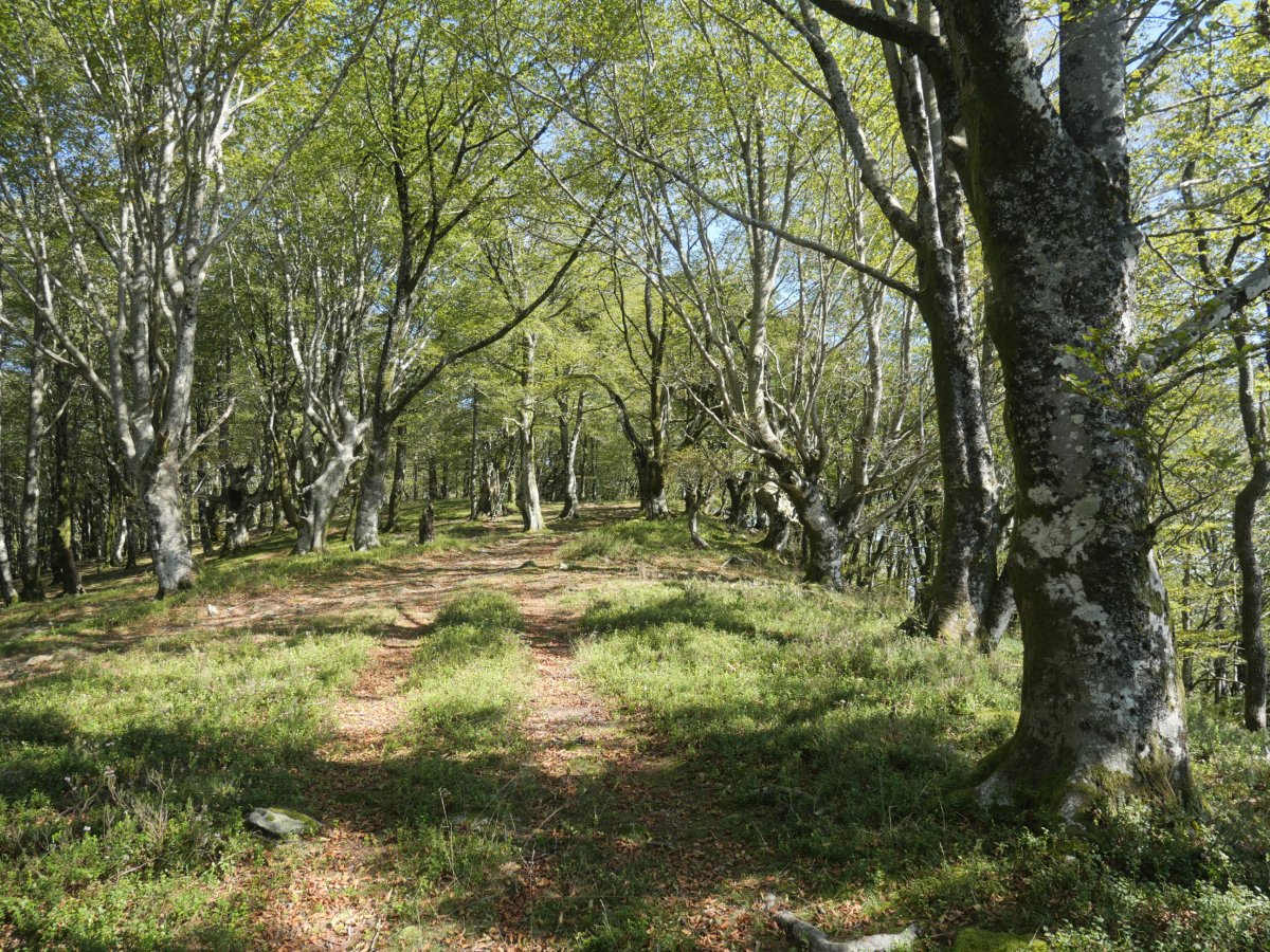 Ollargarate aldeko pasarte bat