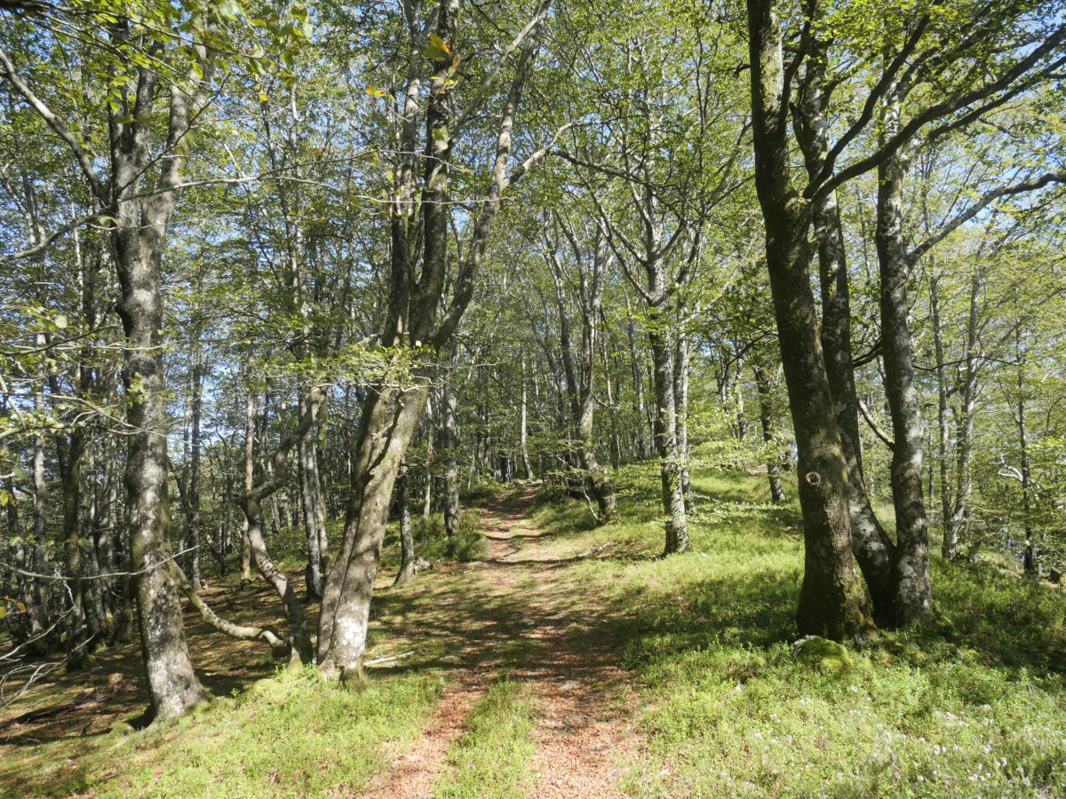 Ollargarate aldeko pasarte bat