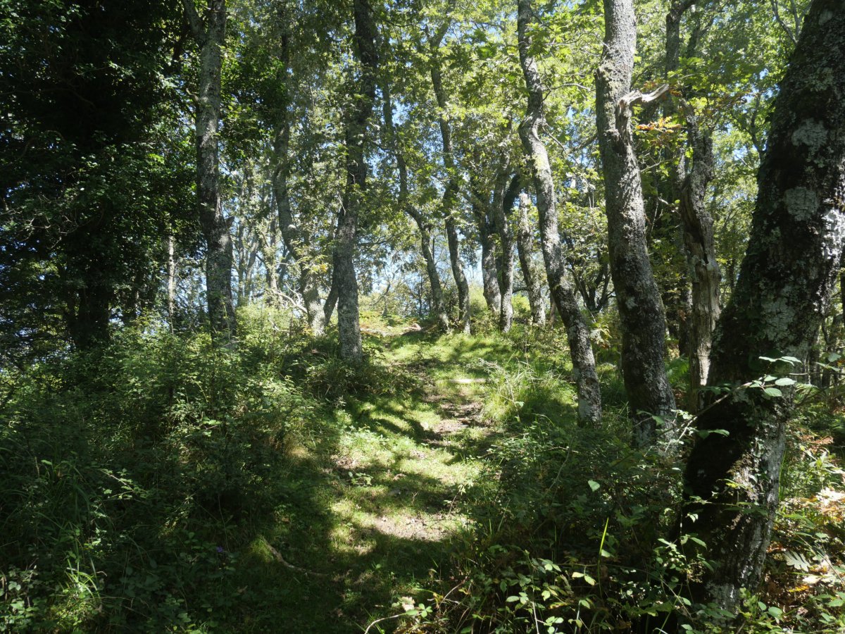 Itsaszelaietako pasartea