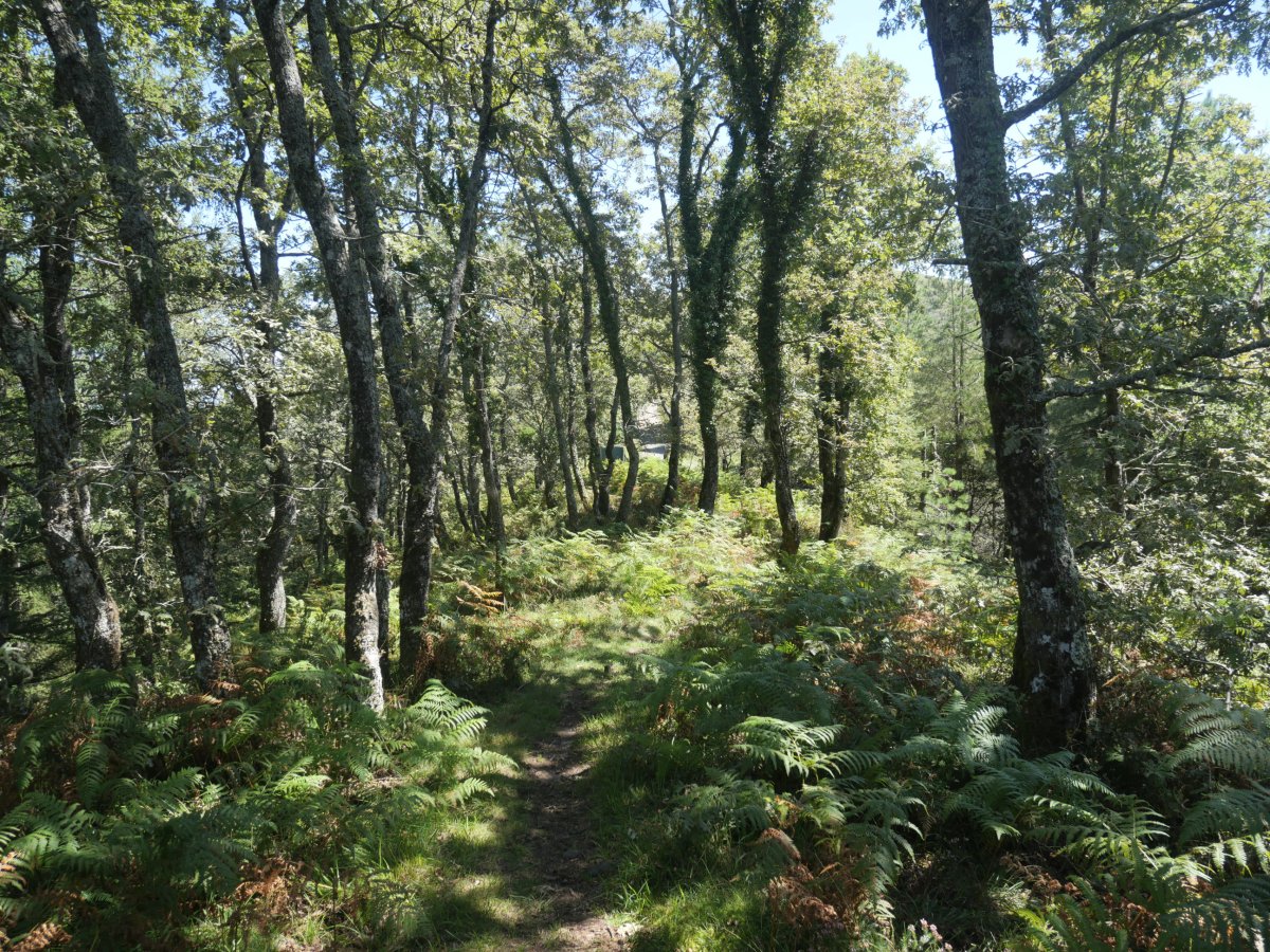 Apitoko lepora heltzen