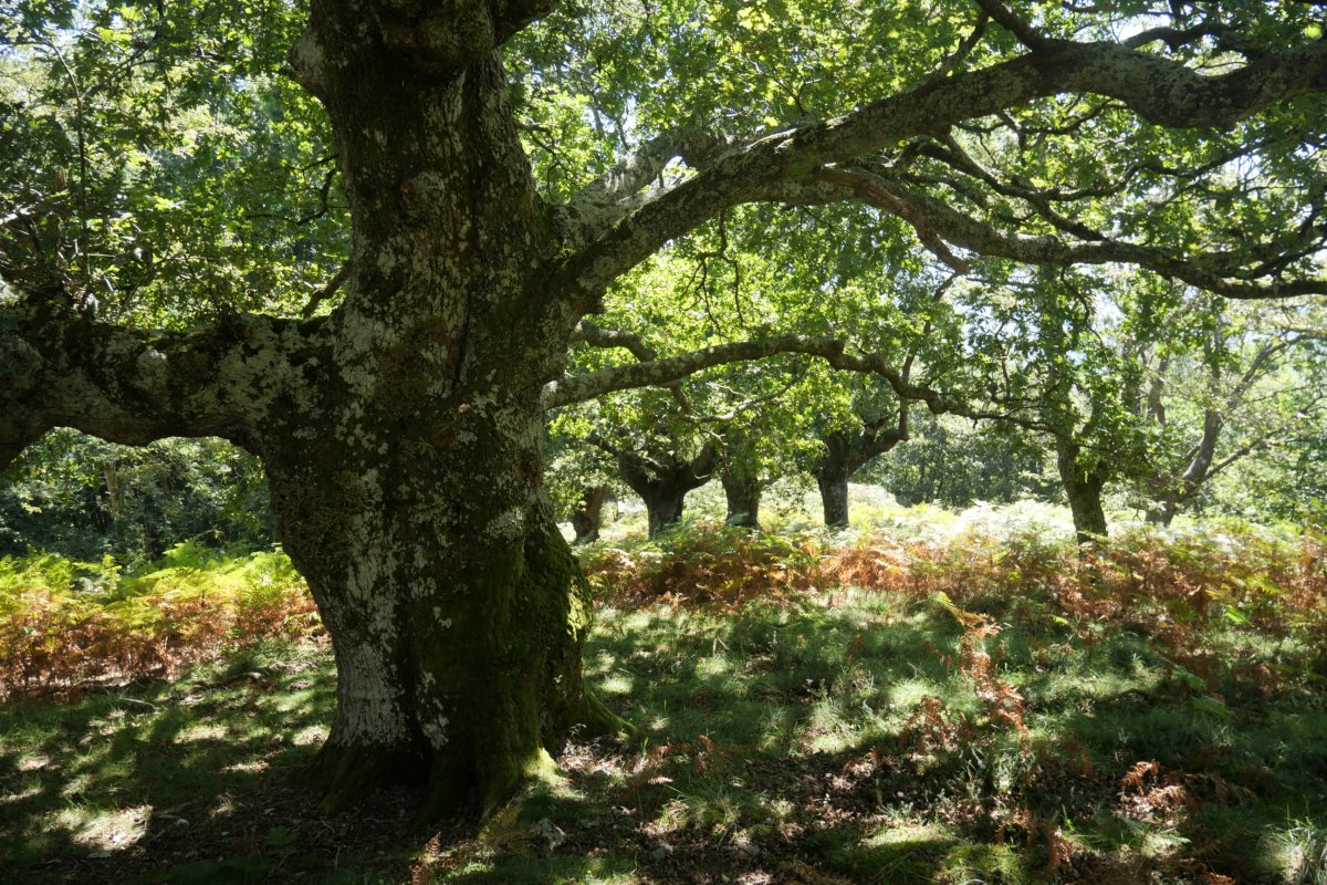 Haritz galantak bidean