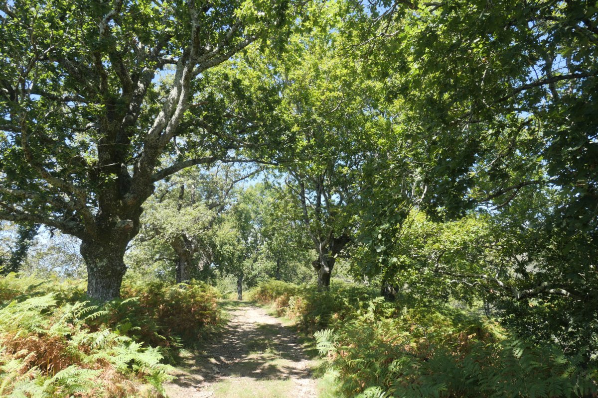 Haritz galantak bidean