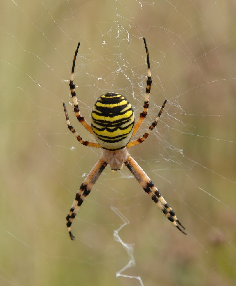 ... eta ez zen txikia!