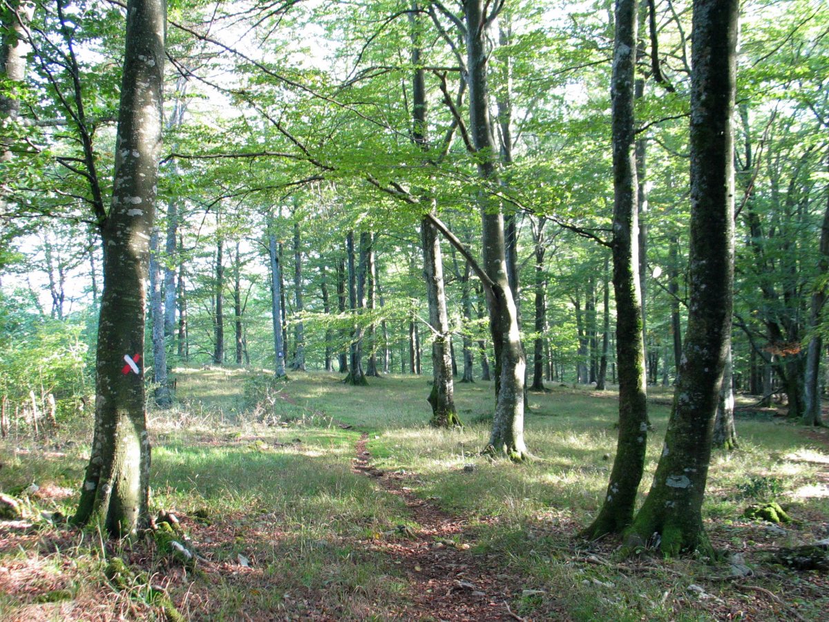 Et-et-et... bide okerra