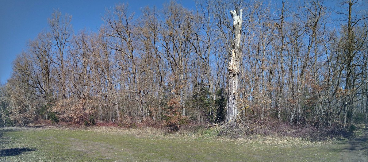 Inguruan soroak eta basoak tartekatzen dira