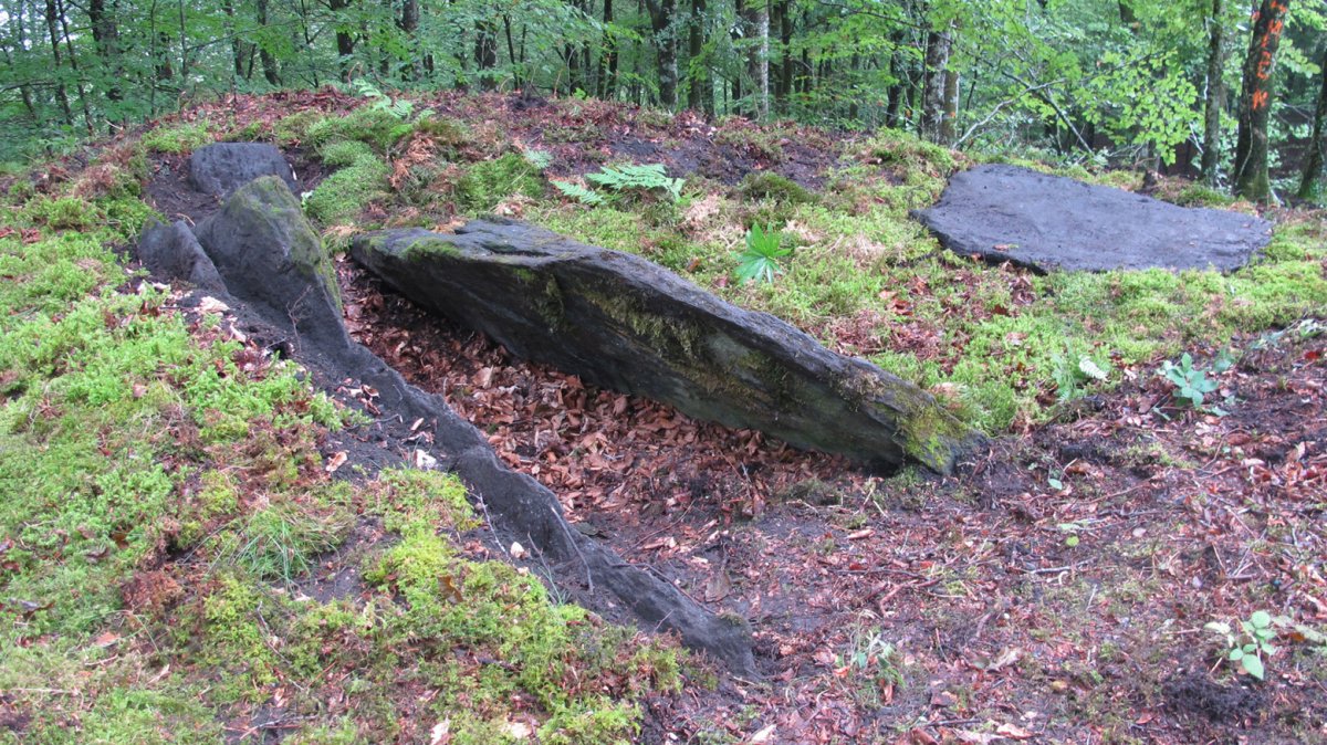 Argibel trikuharria, Donamaria