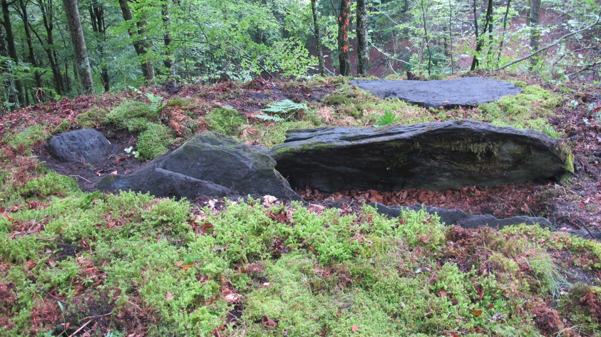 Argibel trikuharria, Donamaria