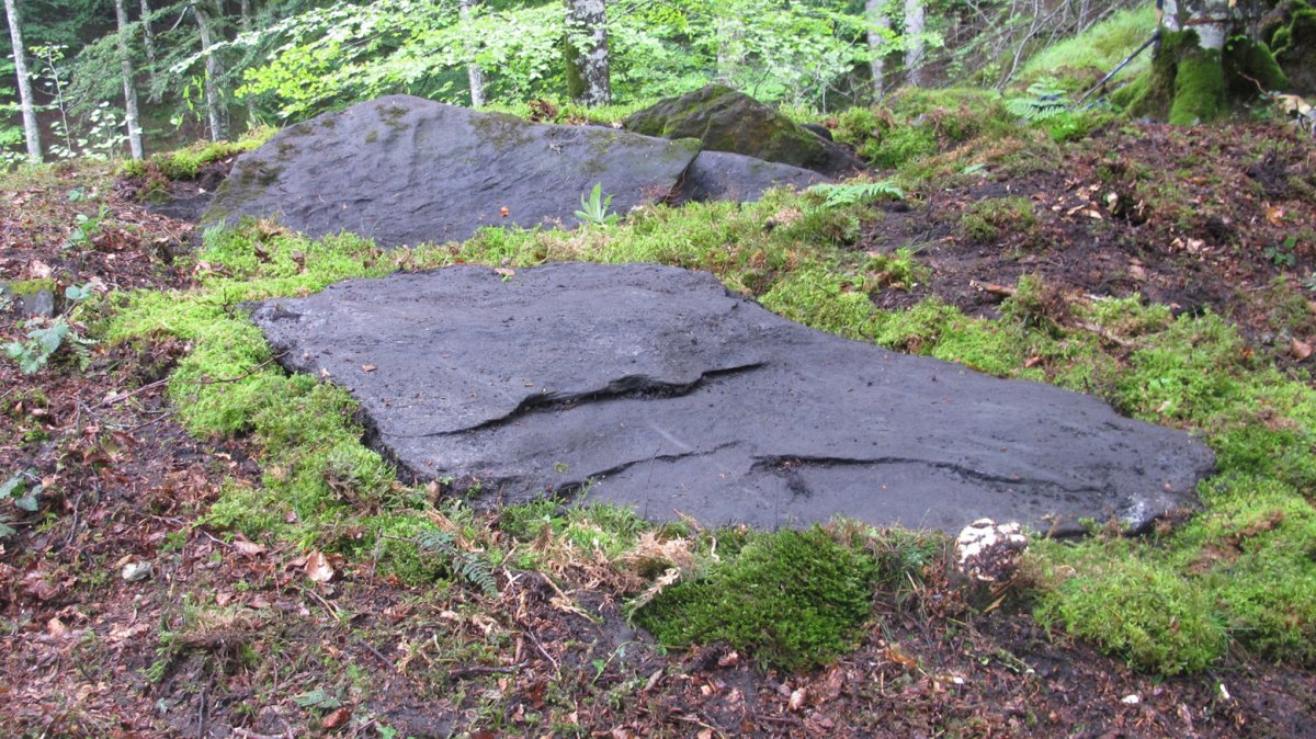 Argibel trikuharria, Donamaria