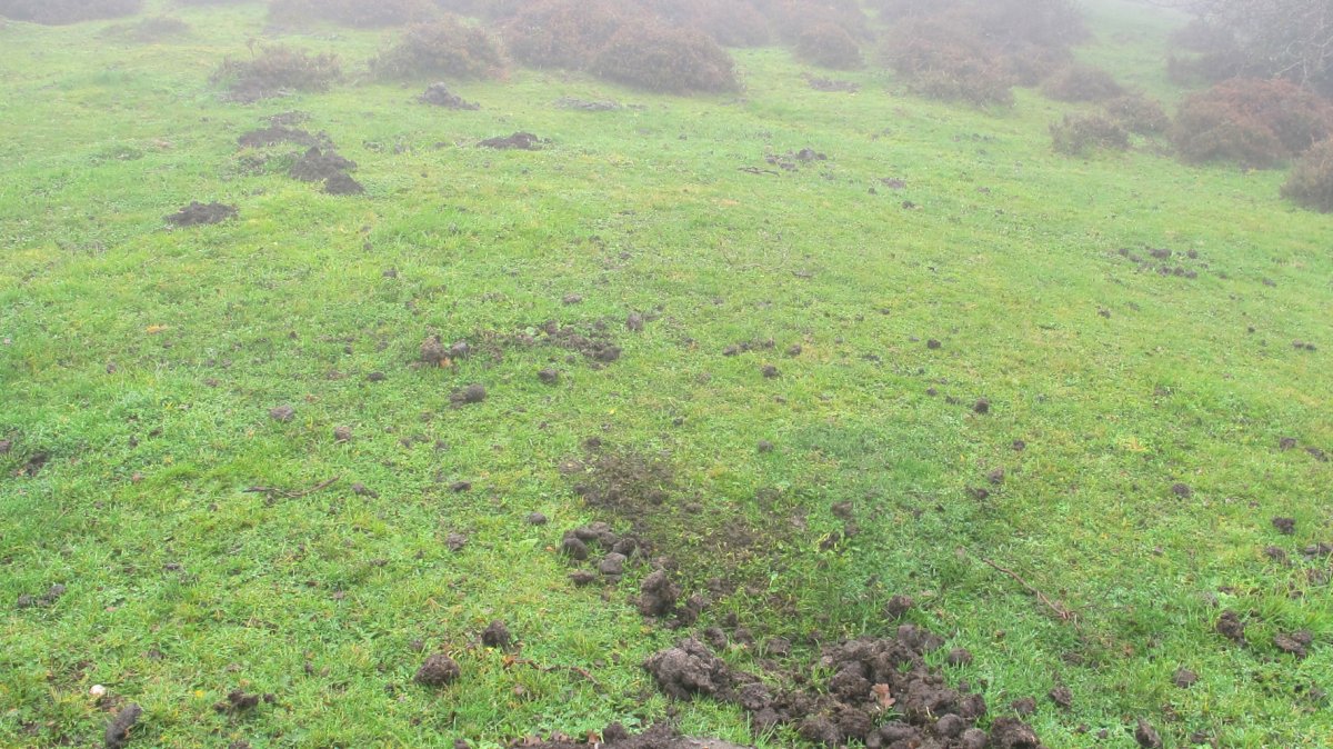 Pokapena 7 etxola hondoa, Andia