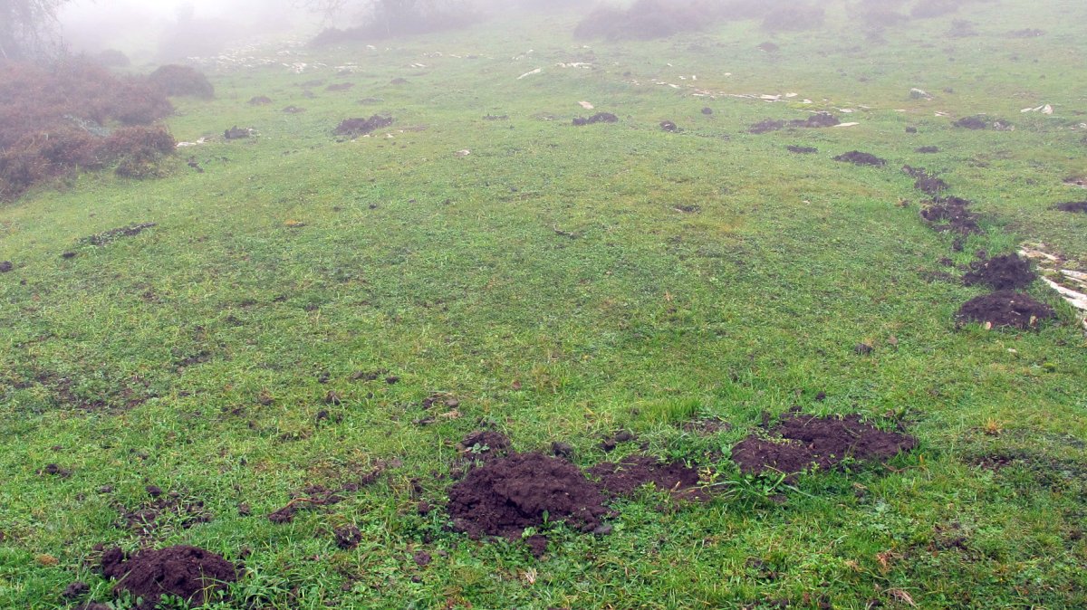 Pokapena 6 etxola hondoa, Andia