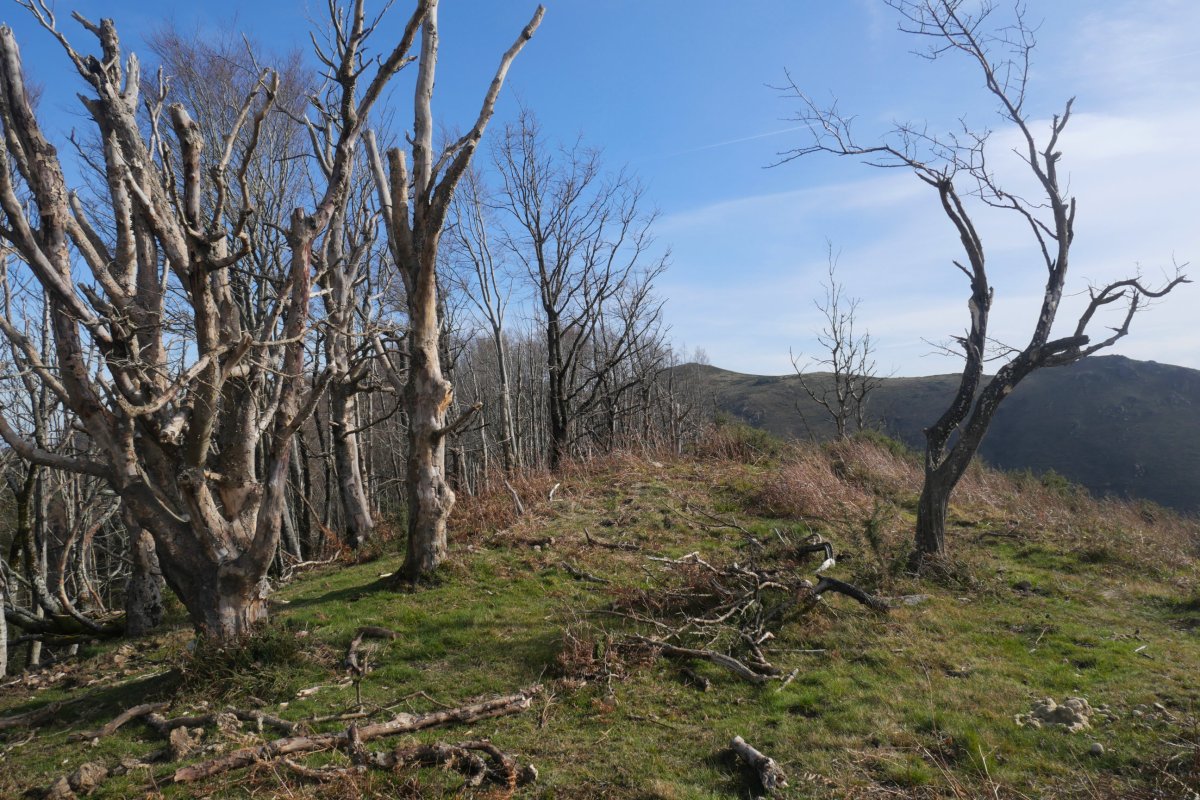 Faalegi gailurraren mendebaldeko tontorra