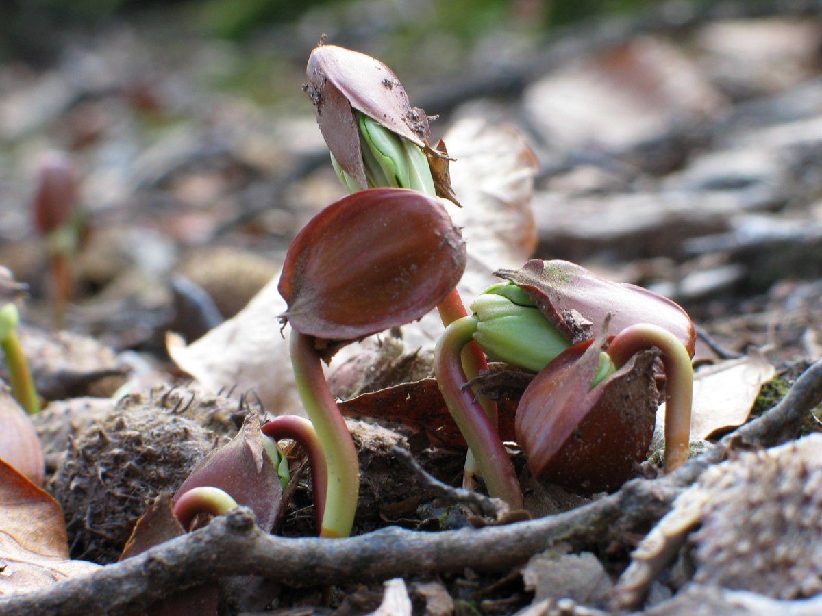 Pago landareak pagotxatik ernetzen