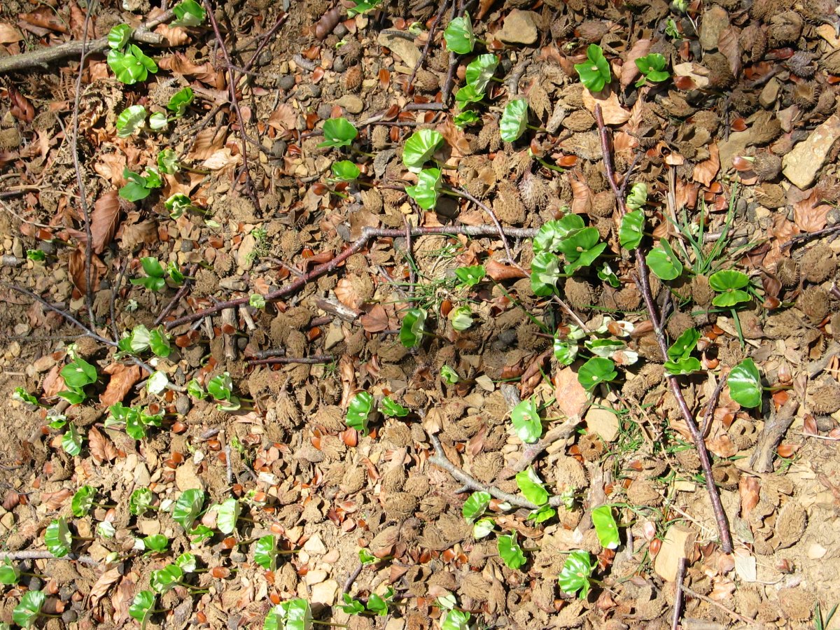 Pago landare erne berriak