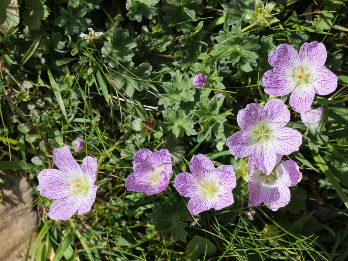 Geranium cinereum