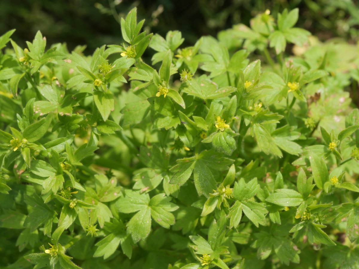 Ranunculus parviflorus Irurtzun aldean