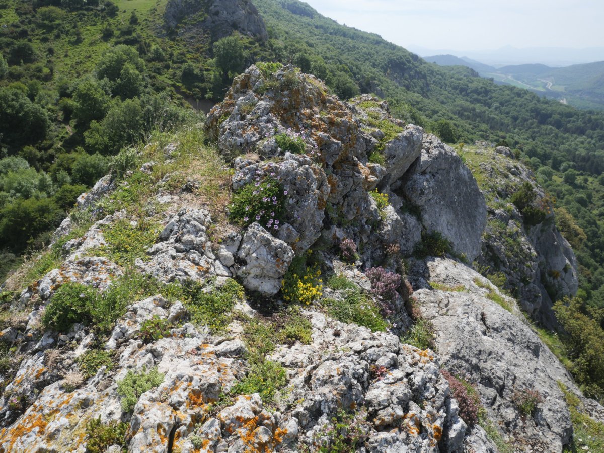 Allegain tontorra, gandorraren ertzean dagoena