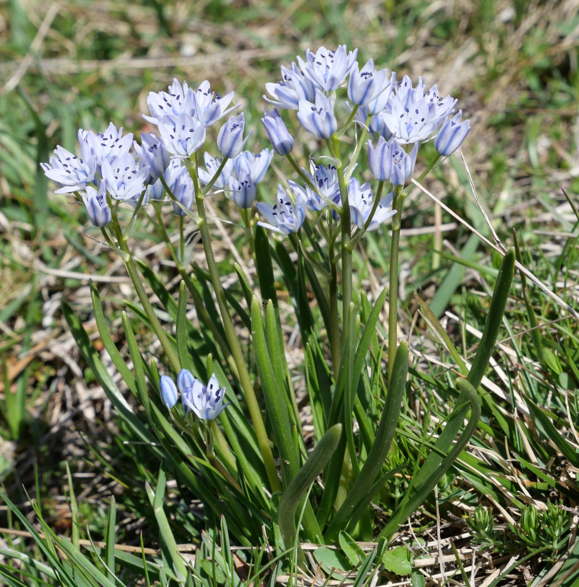 Scilla verna, Zuriza aldean