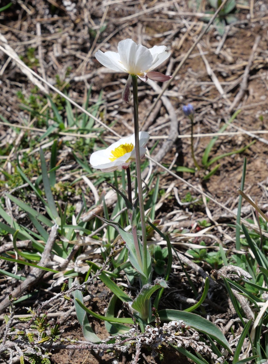 Ranunculus amplexicaulis, Petraficha aldean
